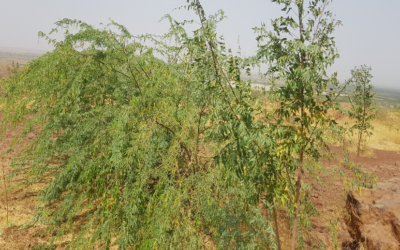 PICTURES FROM PLANTED DEGRADED LANDS OF SOKOTO NEWMAP